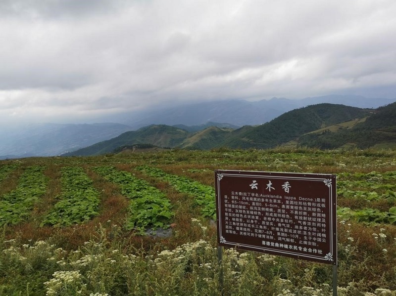 2024澳门2024免费材料网